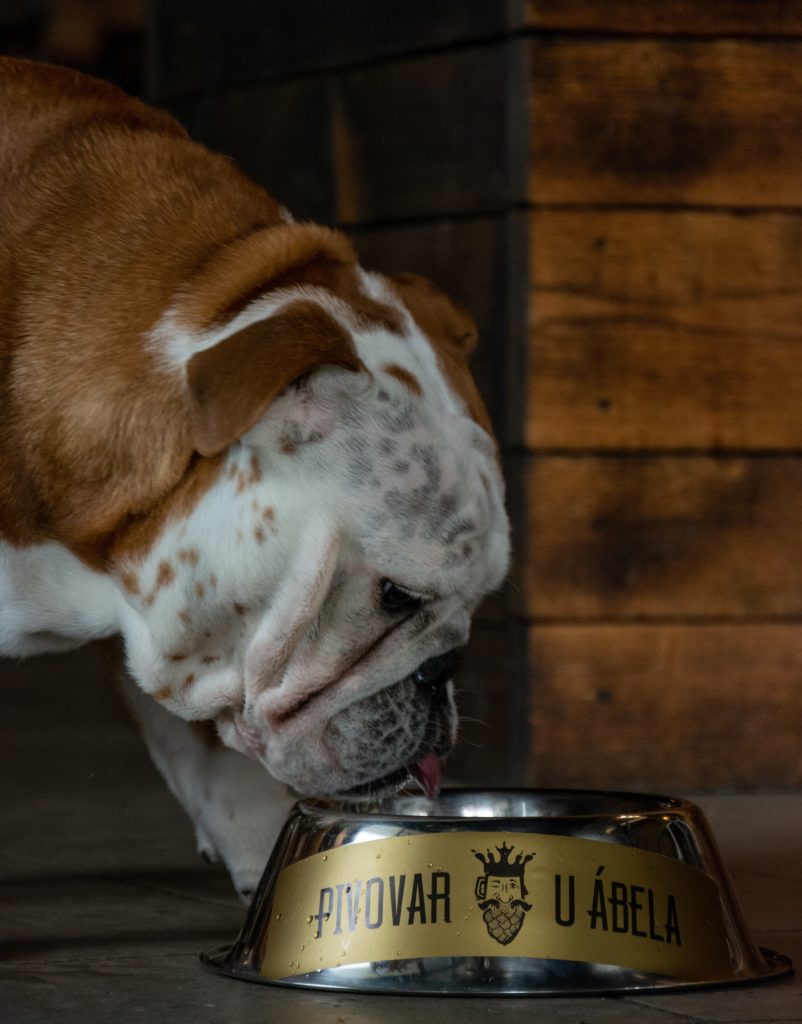 Do nášho Pivovaru kľudne aj so posom - Pet Friendly Brewery
